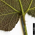 SpeciesSub: var. purpurascens